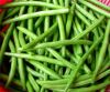 Haricots verts